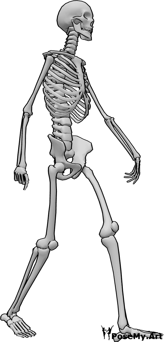 Pose Reference- Walking skeleton pose - Skeleton is walking calmly pose