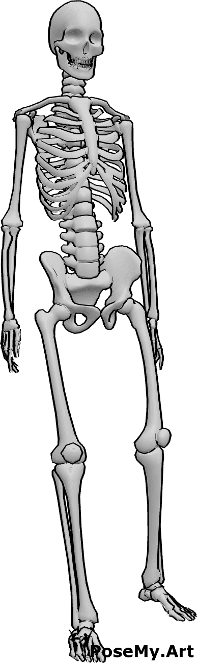 Pose Reference- Skeleton standing pose - Skeleton casual standing pose, human skull drawing reference