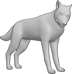 Pose Reference- Wolf drawing references