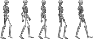 Pose Reference- Skeleton walk cycle reference - Skeleton is walking, skeleton walk cycle drawing reference