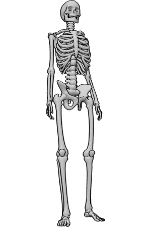 Pose Reference- Human skeleton drawing reference