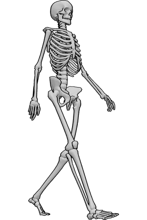 Pose Reference- Human skeleton walking pose - Human skeleton is walking, skeleton walking drawing reference