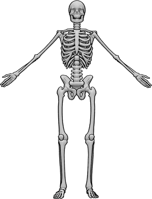 Pose Reference- Human skeleton anatomical position - Human skeleton A pose, skeleton anatomical drawing reference
