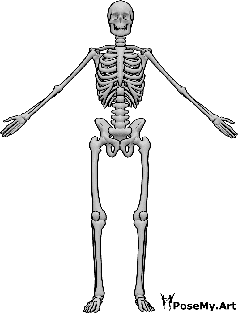 Pose Reference- Human skeleton anatomical position - Human skeleton A pose, skeleton anatomical drawing reference