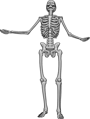 Pose Reference- Human skeleton looking up pose - Human skeleton is standing, raising his arms and looking up