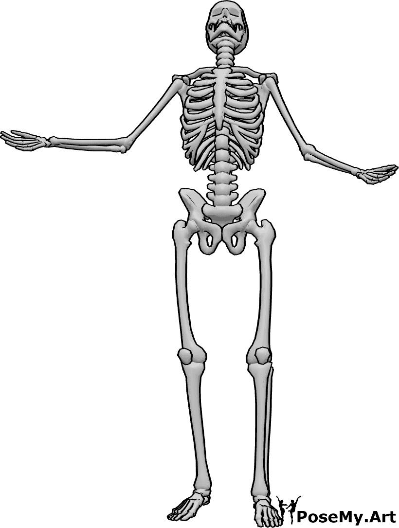 Pose Reference- Human skeleton looking up pose - Human skeleton is standing, raising his arms and looking up