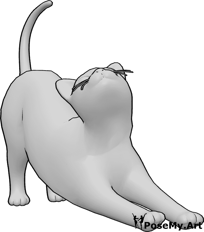 Pose Reference- Cat stretching pose - Cat is stretching, extending its paws and looking up