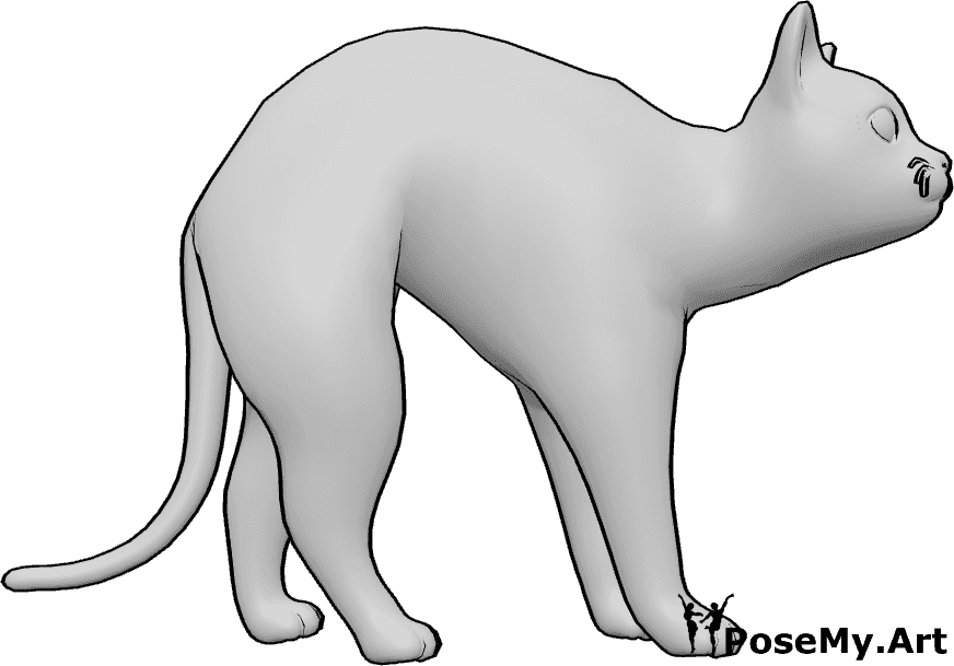 Pose Reference- Cat scared pose - Cat is scared, tucking its tail in and watching intently
