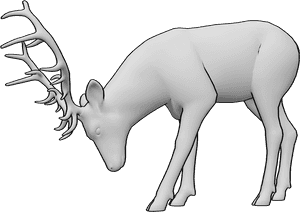 Pose Reference- Deer grazing pose - Deer is bending down and eating from the ground