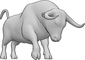 Pose Reference- Bull pose - Bull is lowering its head and charging forward with powerful front legs