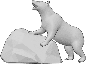 Pose Reference- Bear pose - Bear is bracing against a large rock while roaring with its head raised