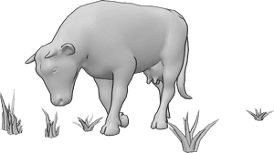Pose Reference- Cow pose - Cow is lowering its head to graze