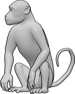 Pose Reference- Monkey sitting pose - Monkey is sitting while looking to the right
