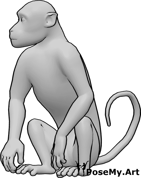 Pose Reference- Monkey sitting pose - Monkey is sitting while looking to the right
