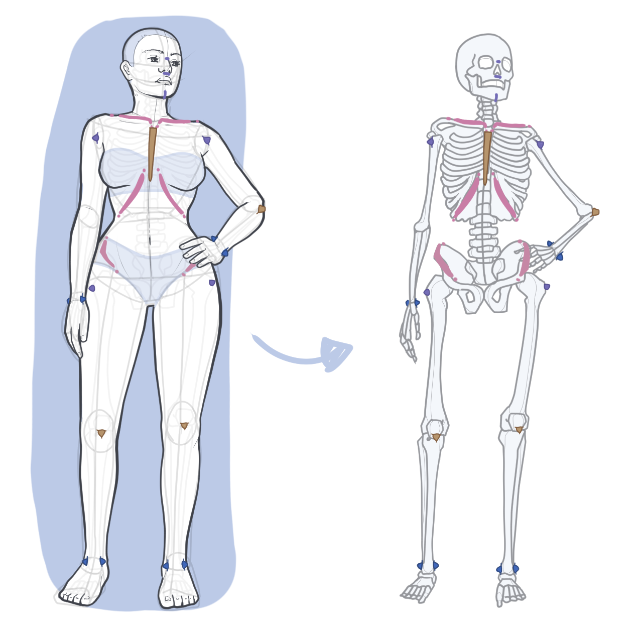 Anatomical landmarks on the human body for figure drawing and pose construction
