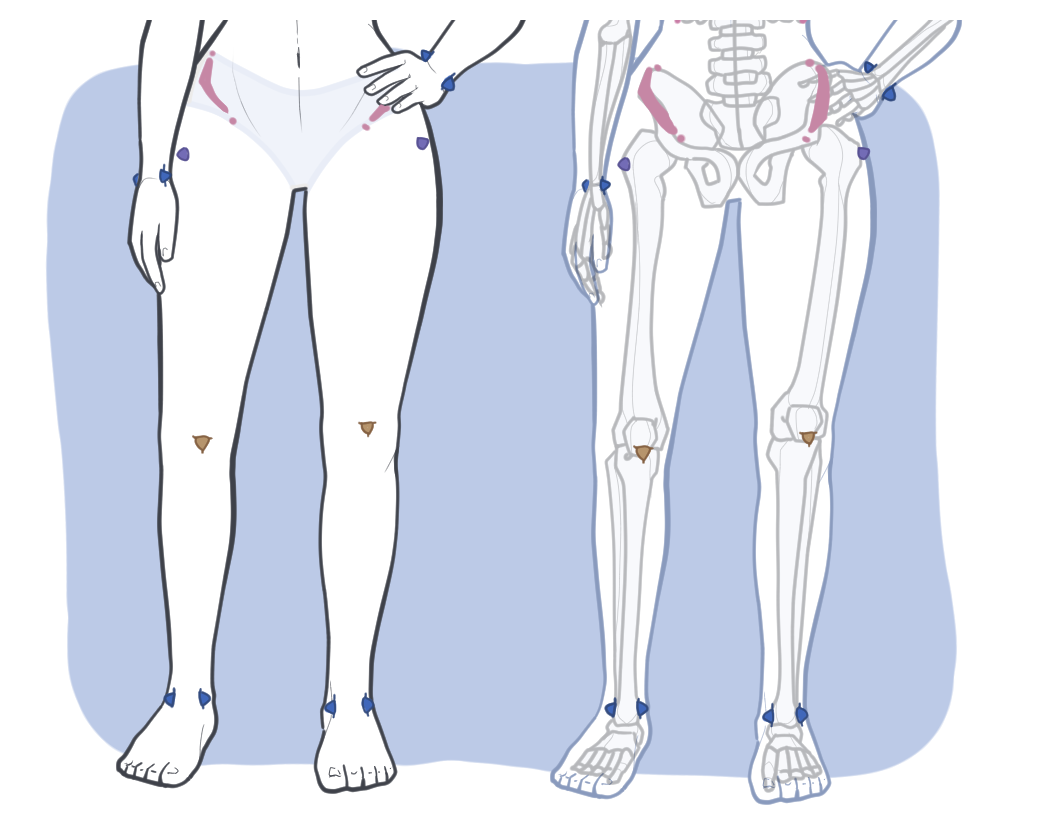 Lower body anatomical landmarks showing the pelvis, knees, ankles, and feet in surface and skeleton views for figure drawing