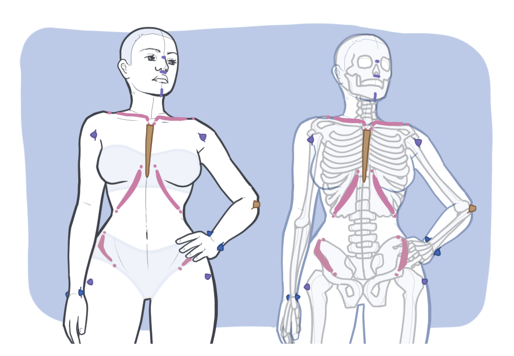 Upper body anatomical landmarks showing the clavicles, shoulder joints, elbows, wrists, and ribcage in surface and skeleton views
