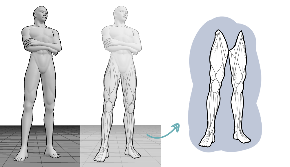 3D male drawing reference and drawing of leg muscles
