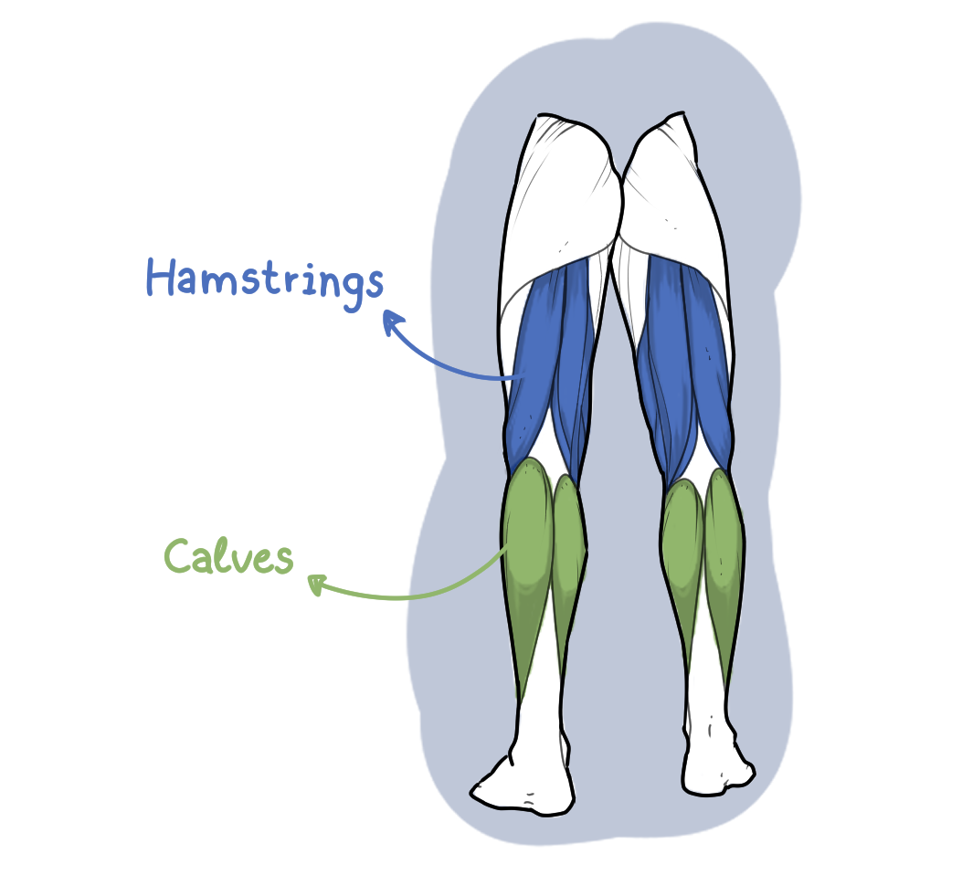 drawing of the leg muscle groups (back) | 515