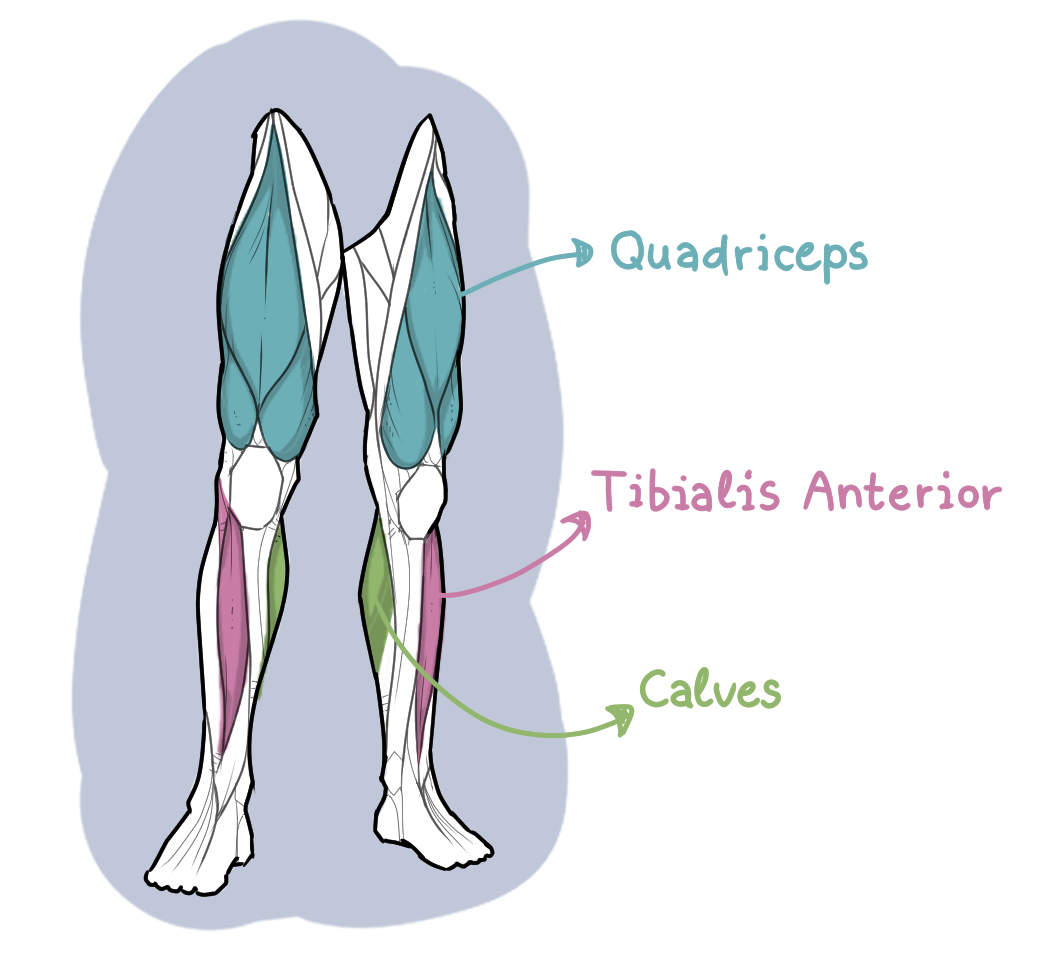 drawing of the leg muscle groups (front) | 515