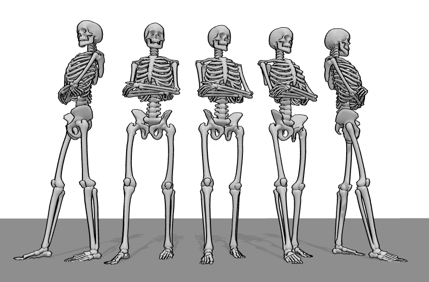 Skeleton 3D model pose reference from different angles