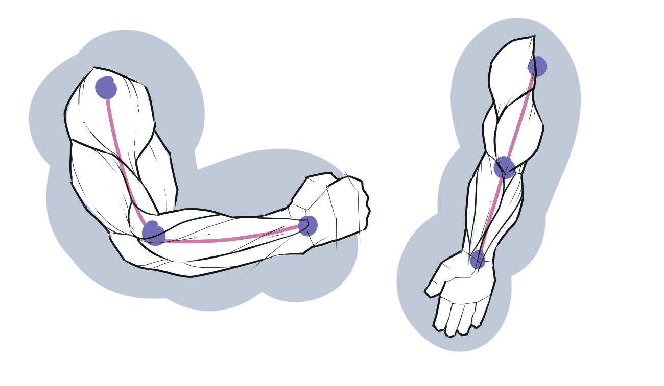 Drawing Arm Muscles