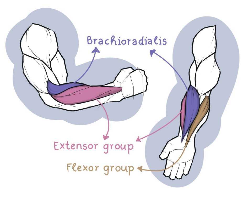 Forearm muscles: Brachioradialis, Extensor group, Flexor group