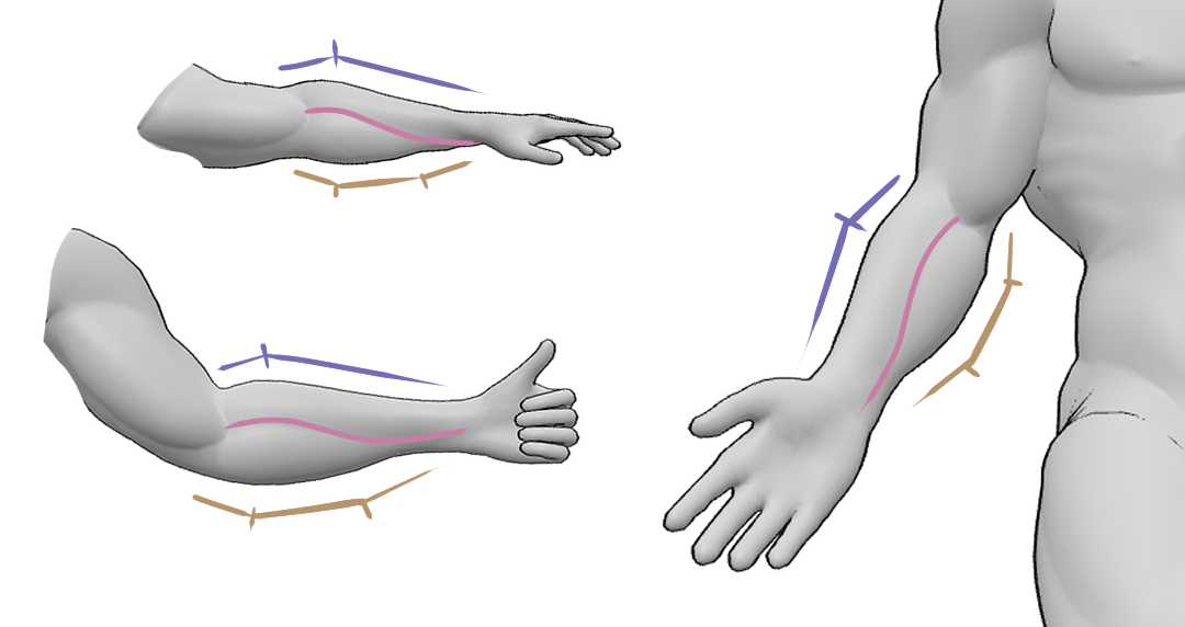 Forearm asymmetry