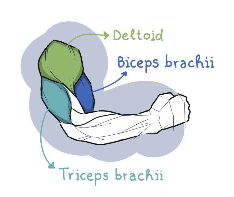 Upper arm muscles: Deltoid, Biceps brachii, Triceps brachii