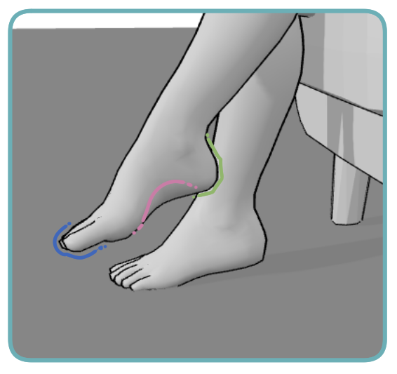 Heel, Arch, Toes When Foot Is Lifted Or Relaxed|350