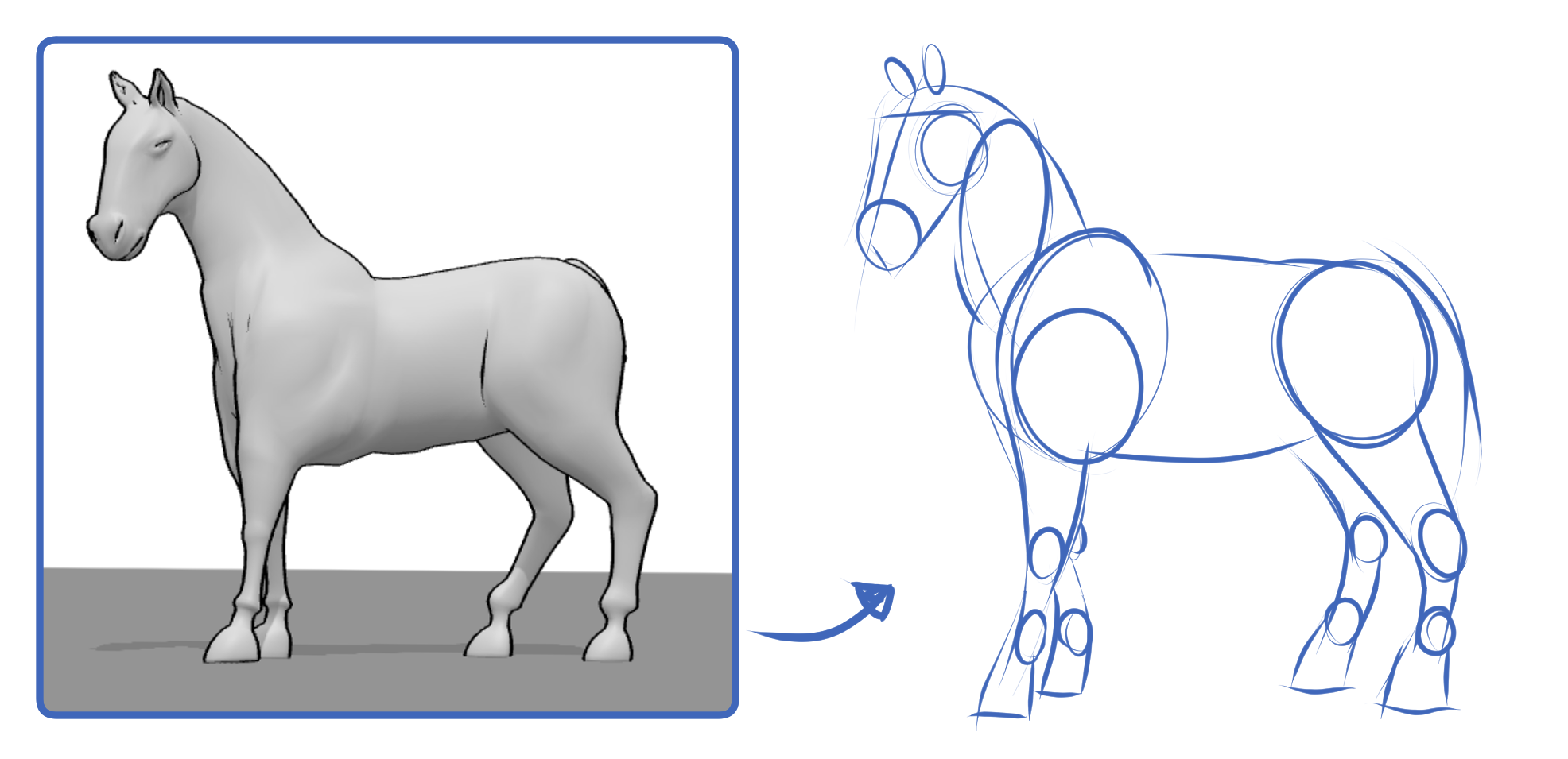 3D horse reference and drawing showing the main body masses
