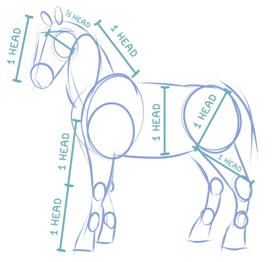 Horse drawing showing body proportions measured in head lengths, with one head used as the unit of measurement.