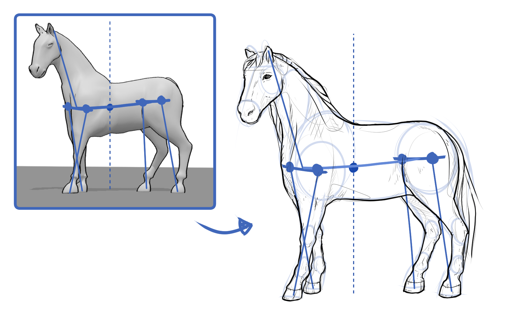 Horse drawing and 3D reference demonstrating weight distribution and balance in the horse’s stance