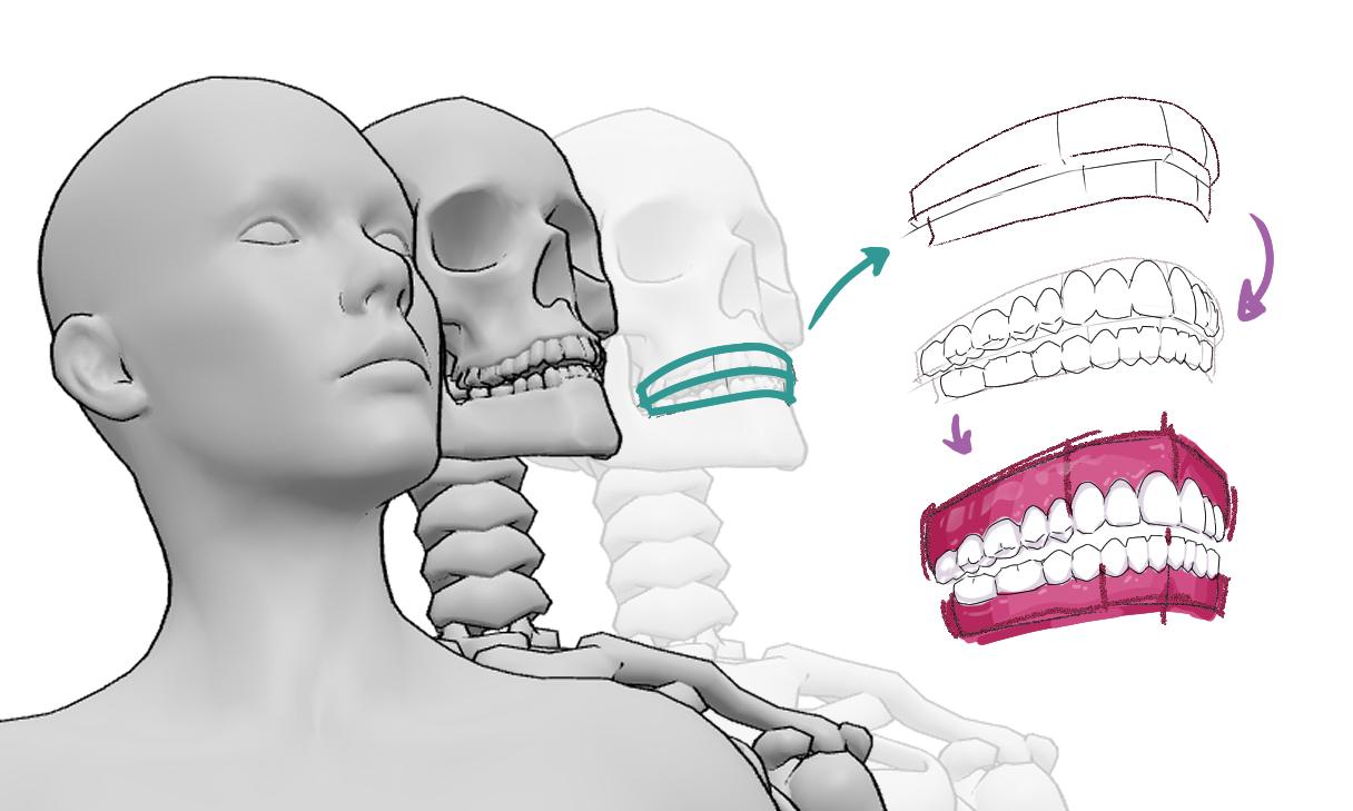 drawing dental arches with 3D references