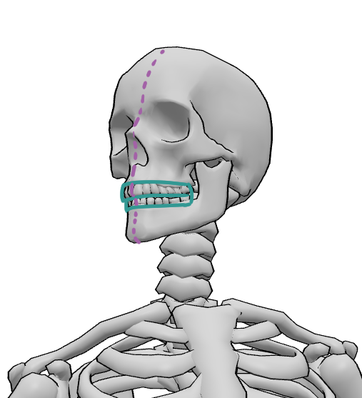 3D skeleton model middle line and dental arches|306