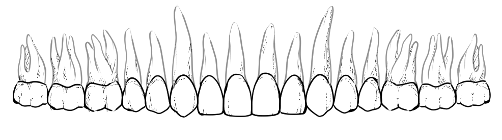 teeth morphology drawing