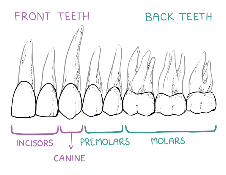 tooth groups, anatomy illustration|528