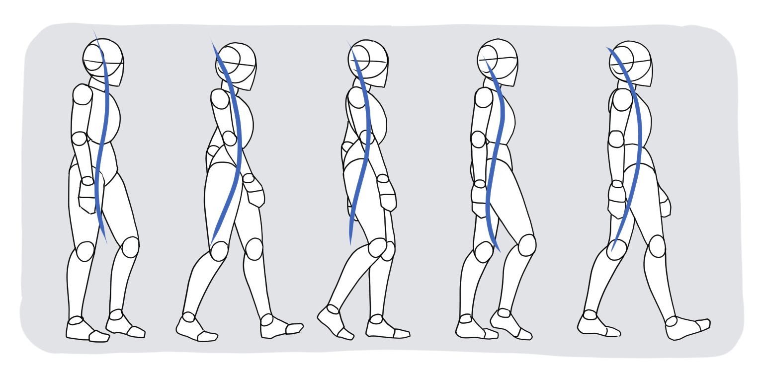 Walking cycle drawing highlighting the line of action