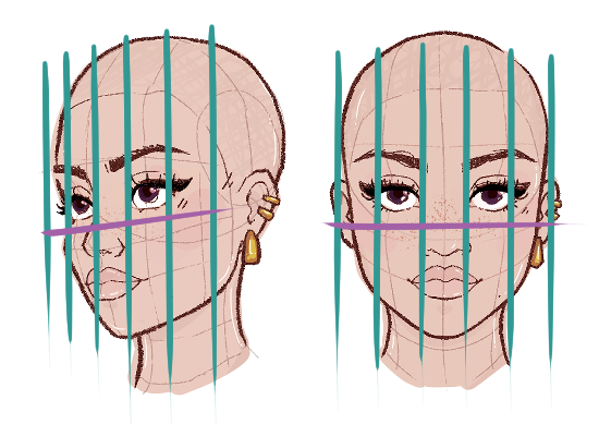 illustration of head width