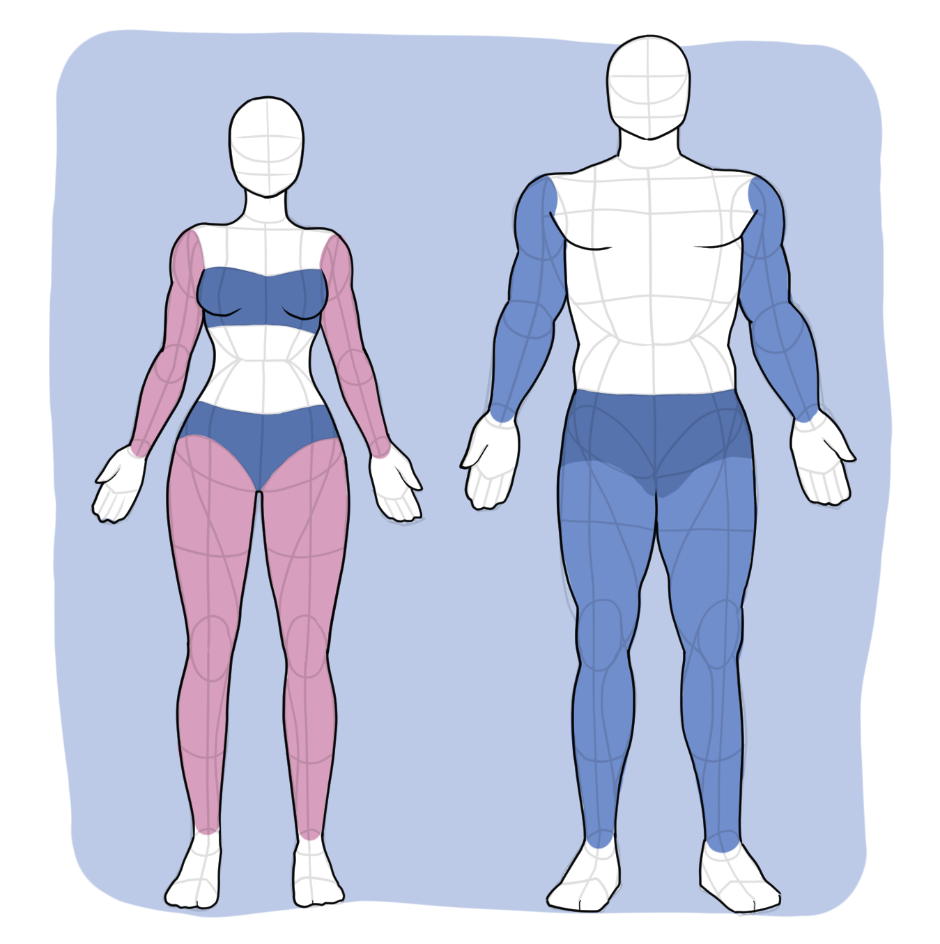 Female vs male arms and legs compared, showing differences in limb proportions