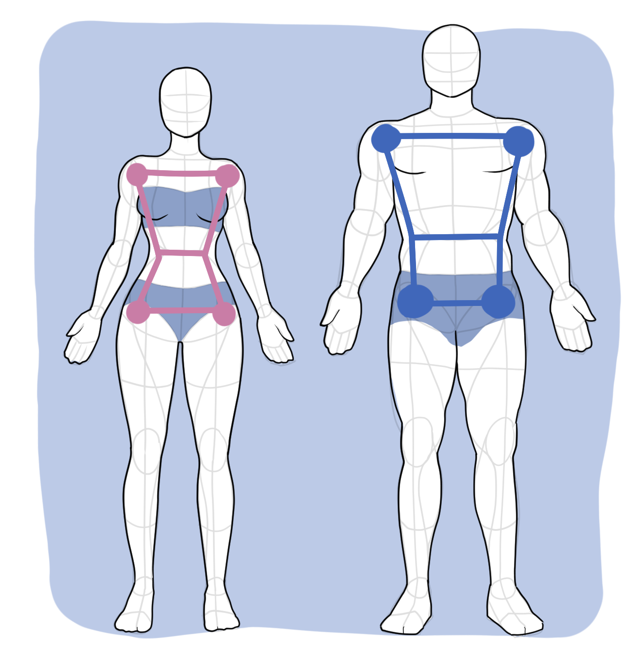 Female vs male body proportions showing shoulder and pelvis differences