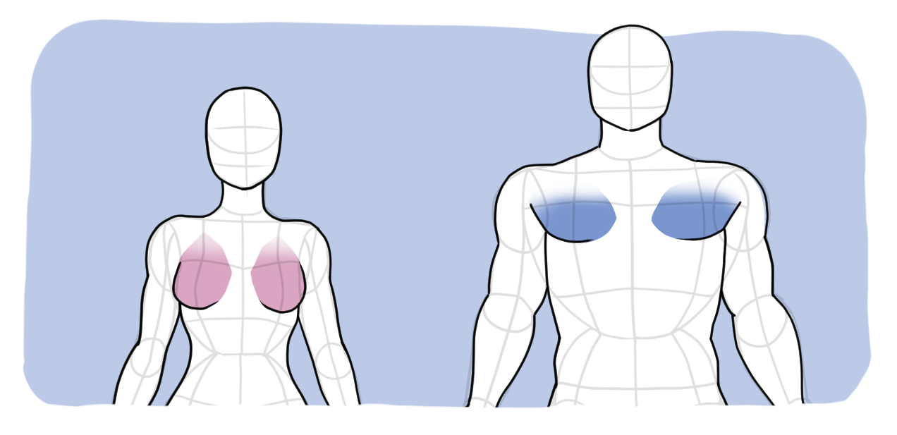 Female vs male chest and breast anatomy comparison