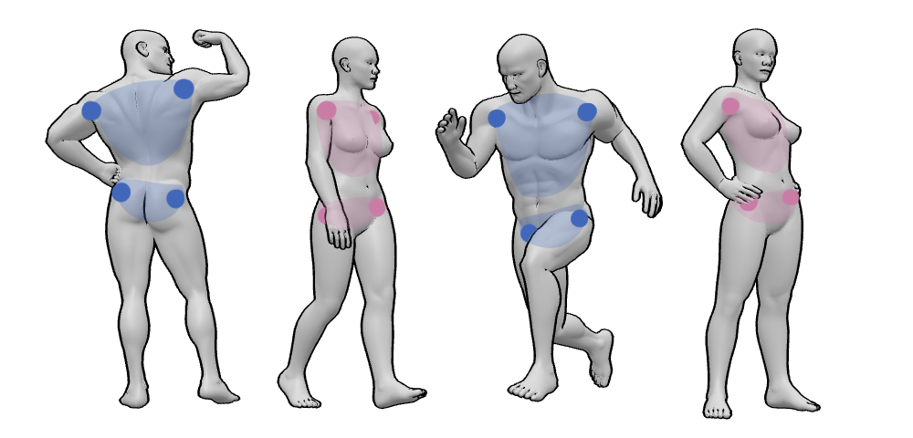 Female vs male limbs in 3D anatomy references with major joints highlighted