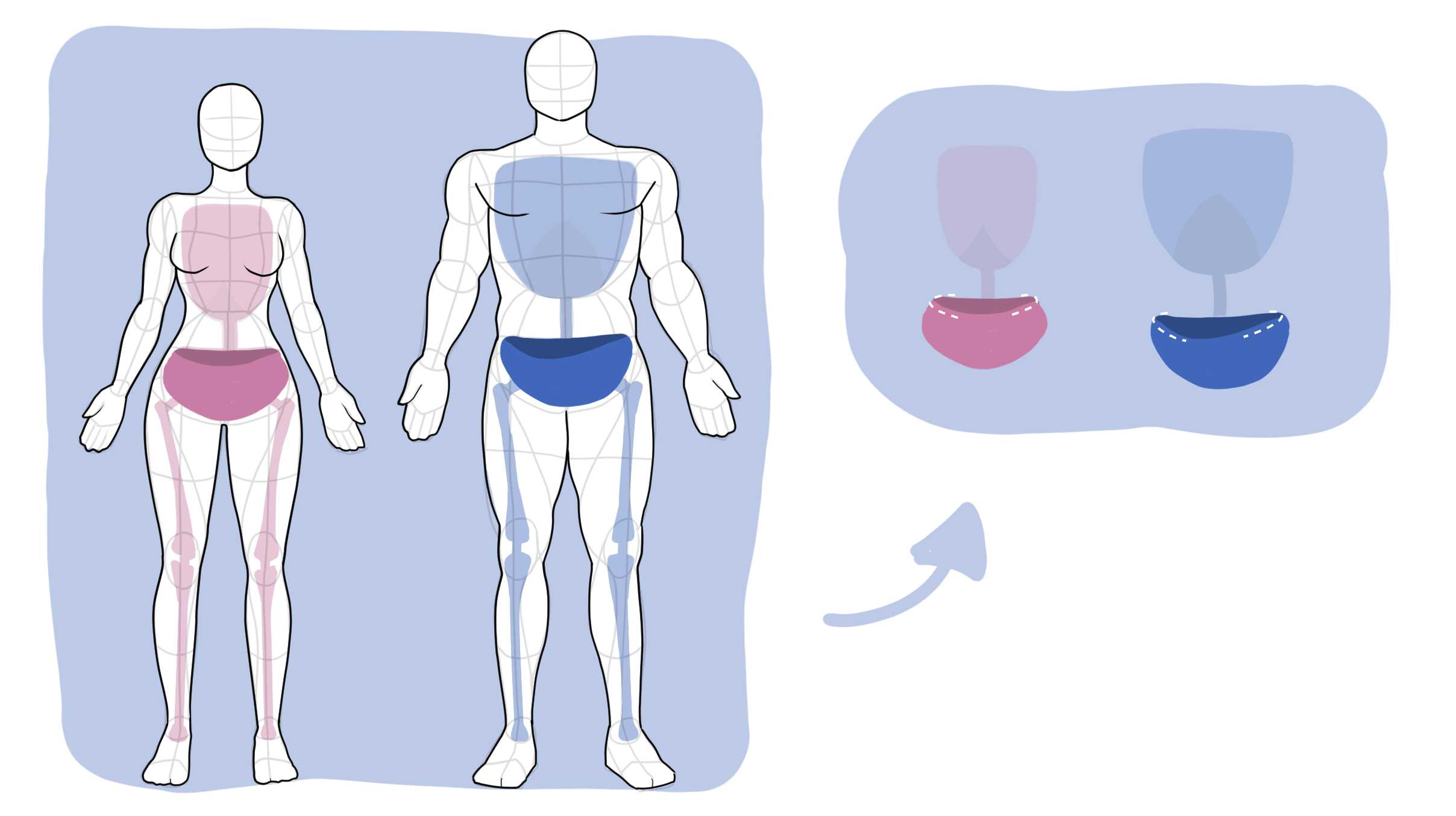 Female vs male pelvis comparison showing the connection between the pelvis, spine, ribcage, and femurs