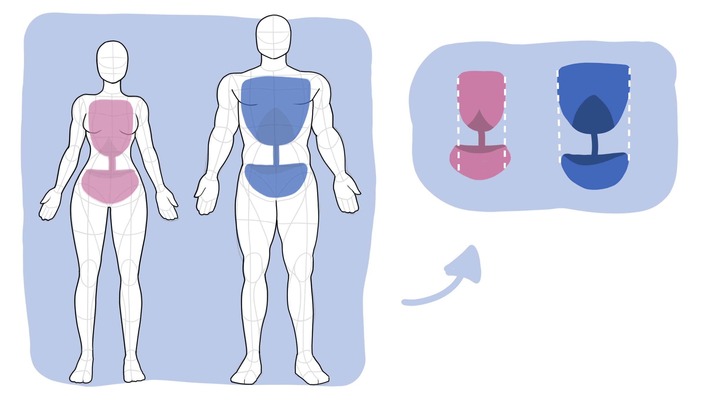 Female and male ribcage compared, with ribcage and pelvis highlighted