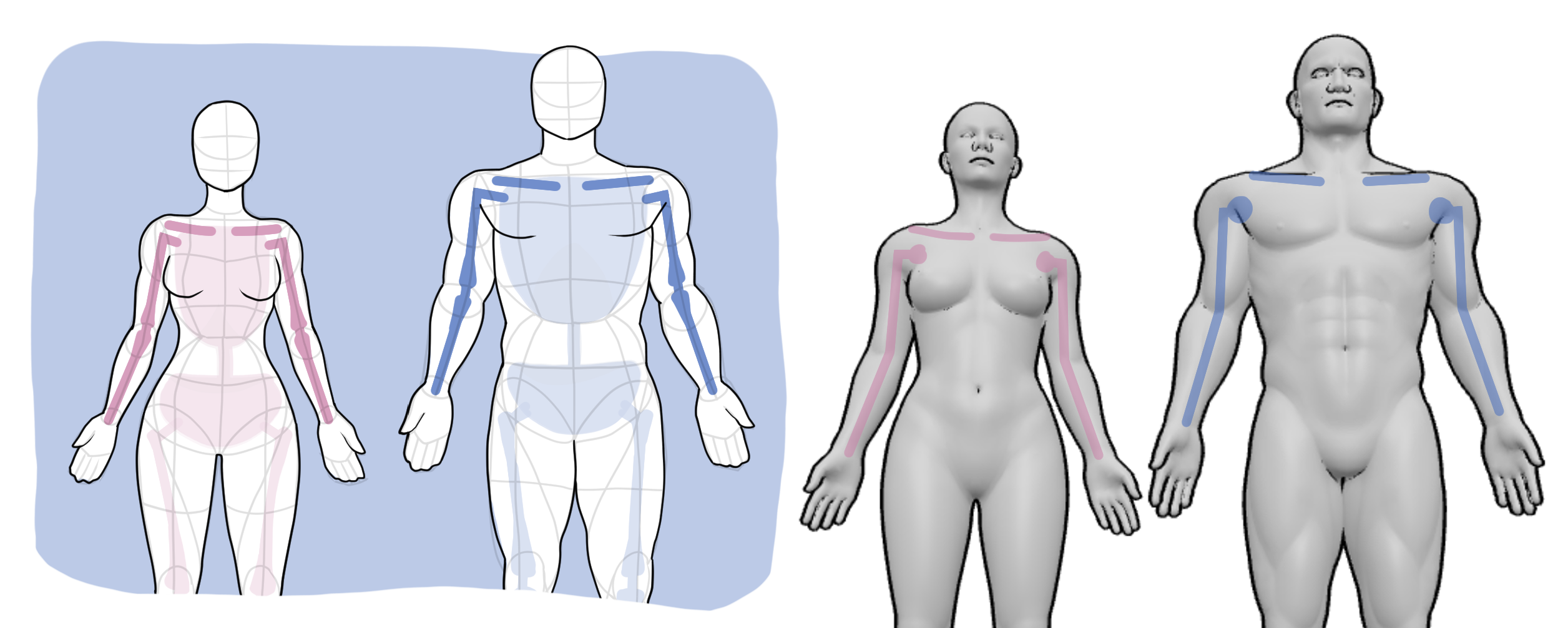 Female vs male shoulder joints and clavicles compared in drawings and a 3D anatomy reference