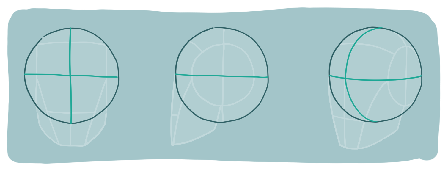Loomis head construction from front, side, and three-quarter views showing the center line and brow line