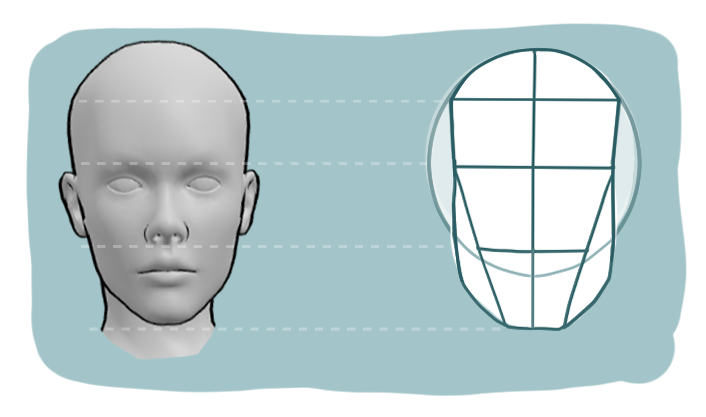 Loomis method head construction with a 3D head reference in front view