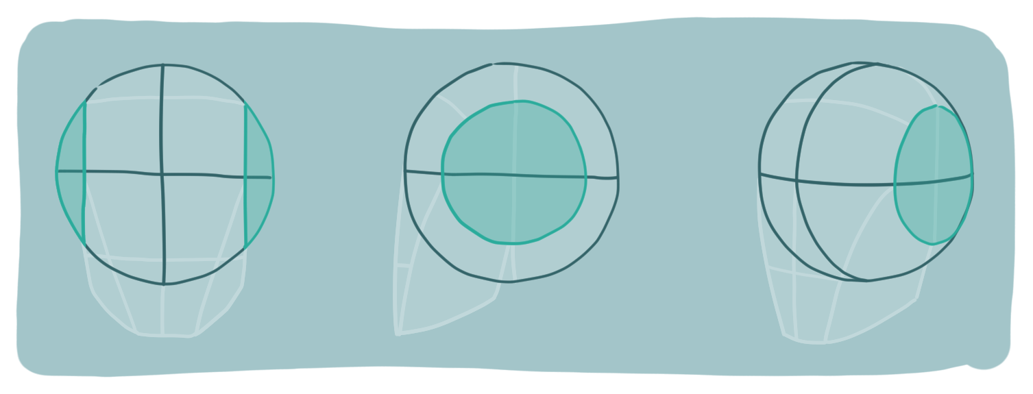 Loomis method head construction showing the side plane of the cranium