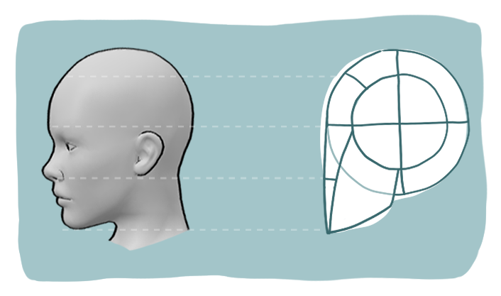 Loomis method head construction with a 3D head reference in side view